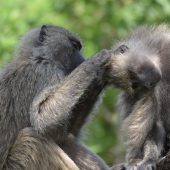  Arusha NP, TZ